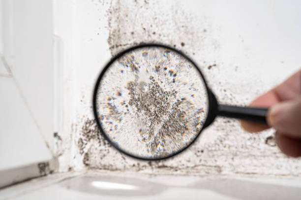 Why You Should Choose Our Mold Remediation Services in Polson, MT